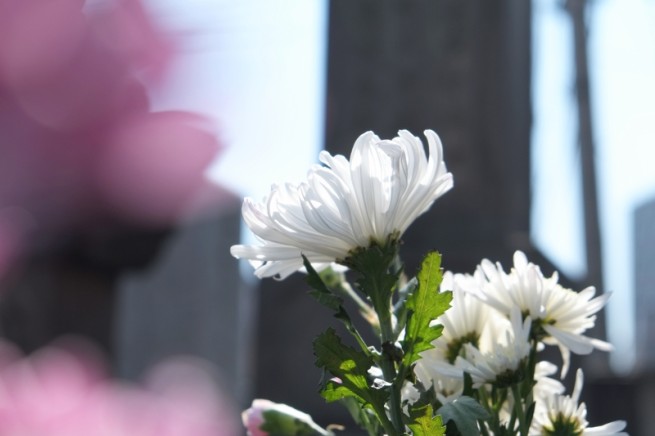 朝の墓地のお掃除より。 白い菊が太陽に向かって 凛として咲いていました。 ご先祖様に恥じないように今日を大切に生きようと思いました。
